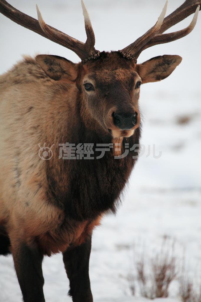 冬季には６０００～８０００頭ものエルクが山から下りてくるという＝２０１５年１月１３日、米ワイオミング州のグランドティトン国立公園（佐藤良一さん撮影）