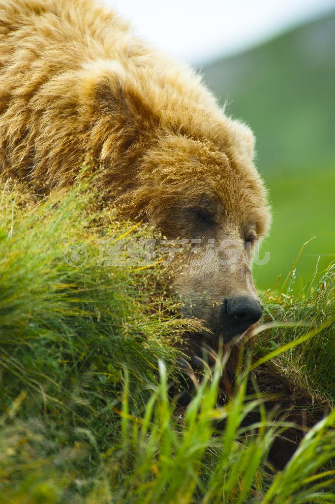 まどろむヒグマ。休息の重要性を本能で知っているのだろう＝２０１１年７月１５日、米アラスカ州（松本紀生さん撮影）