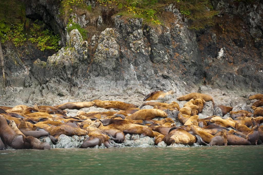 死んだように眠るトドの群れ。眠り過ぎて逆に疲れはしないのだろうか＝２０１０年８月５日、米アラスカ州（松本紀生さん撮影）