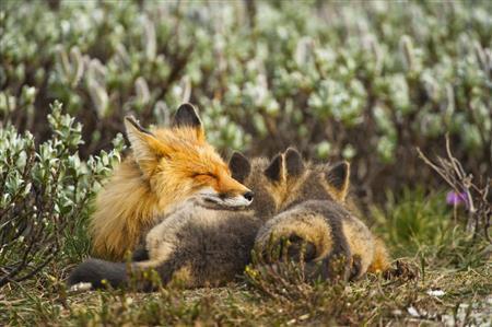 互いに寄り添うキツネの母子。子育ての合間にも休養は欠かせない＝２０１１年６月２３日、米アラスカ州（松本紀生さん撮影）