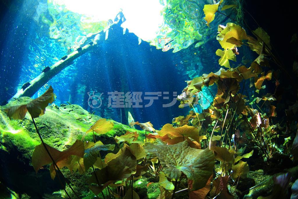 上層部が淡水のセノーテ内には、美しく繁殖する水草なども見られる。これは「グラン・セノーテ」＝２０１２年７月２７日、メキシコ・ユカタン半島（越智隆治さん撮影）