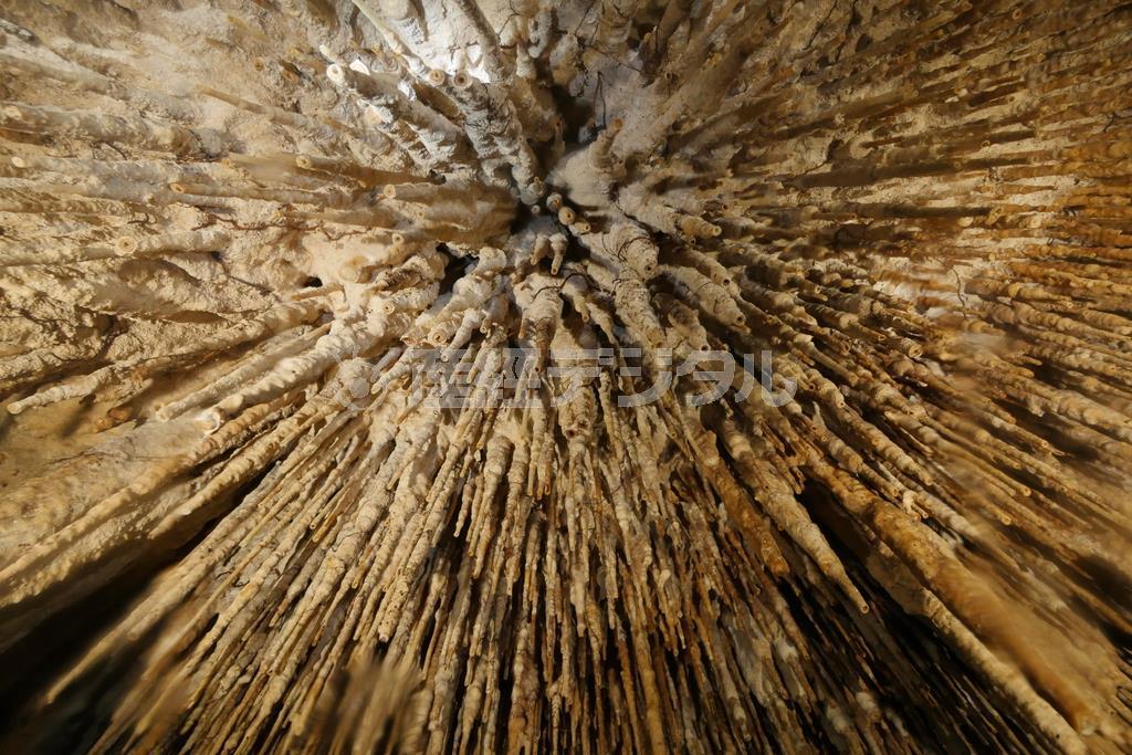 セノーテ内部に見られる針山のような鐘乳石群＝メキシコ・ユカタン半島（越智隆治さん撮影）