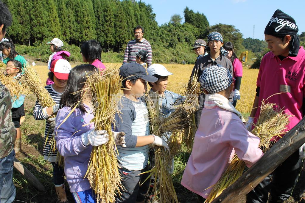 ふるさとを学ぶ「南三陸わらすこ探検隊」で、小学生たちと稲刈りをする「南三陸町ボランティアサークル（ＭＶＣ）ぶらんこ」＝２０１４年１０月１１日、宮城県本吉郡南三陸町（ワールド・ビジョン・ジャパン撮影）