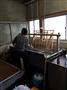 長谷川憲人製紙の手漉き作業の様子。次世代に手漉き技術が継承されている＝２０１４年６月９日（提供写真）