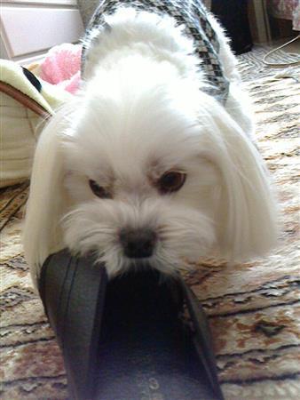 スリッパ大好きな乾家の愛犬・まるが北海道の四季をお届けします＝２０１５年２月１６日、北海道札幌市（乾ルカさん撮影）