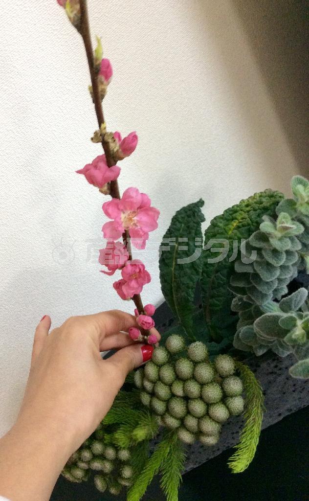 続いて花器の真ん中を少しよけた位置に桃を２枝、角度を違えるように入れる＝２０１５年２月１８日（花千代さん提供）