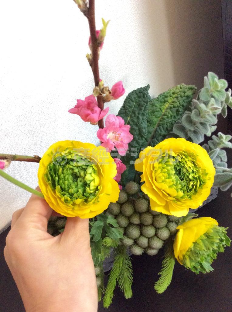 （手順３）手前に高低を意識して変わり咲きのラナンキュラスをポイントに３輪挿す。つぼみも１～２輪加えてニュアンスを＝２０１５年２月１８日（花千代さん提供）