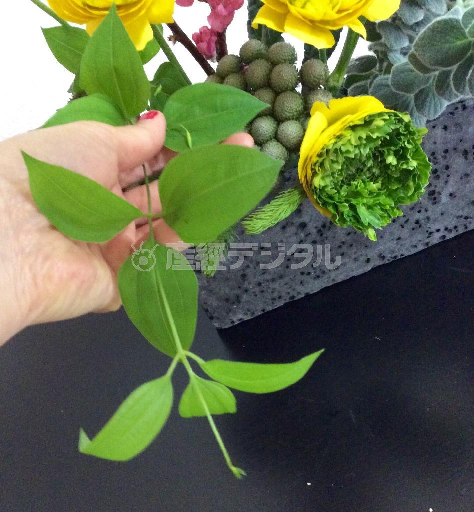 （手順４）最後にバランスをみて利休草で流れを加えて出来上がり！＝２０１５年２月１８日（花千代さん提供）