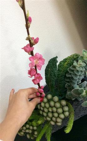 続いて花器の真ん中を少しよけた位置に桃を２枝、角度を違えるように入れる＝２０１５年２月１８日（花千代さん提供）