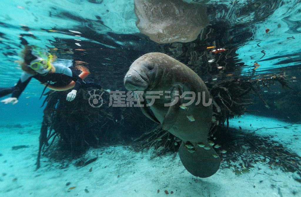 米フロリダ州クリスタルリバーの湧水地で過ごすアメリカマナティー。ここは全米で唯一マナティーと一緒に泳ぐことが許された場所で、水中のマナティーをじっくり観察することができる＝２０１４年１２月６日（早坂洋祐撮影）