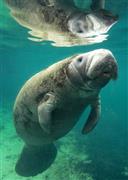 海底の水草を食べながら、時々息を吸うため水面に顔を出すアメリカマナティー＝２０１４年１２月６日、米フロリダ州クリスタルリバー（早坂洋祐撮影）