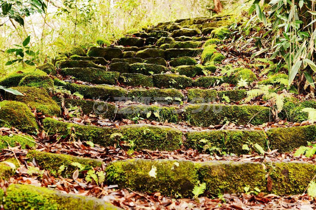 緑の藻の色をハッキリ出すために、絞り優先の場合は数字を小さい数字（解放値）で撮るよりも、少し絞った（大きめの数字）Ｆ８やＦ１１の方が、色が濃くでるでしょう＝２０１５年１月７日、東海道の旧街道（須藤夕子さん撮影）