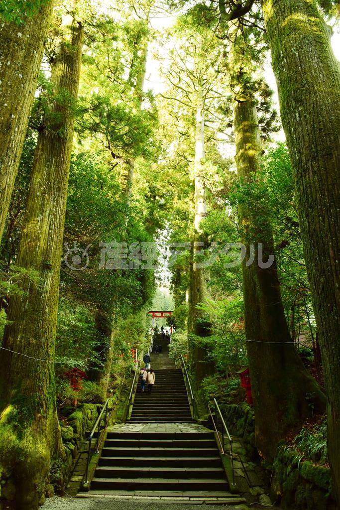 境内脇にあるご神木「安産杉」など１０００年を超える杉がありますが、本殿に向かう階段の下から見る景色は撮ってもらいたいポイントです＝２０１５年１月７日、神奈川県足柄下郡箱根町（須藤夕子さん撮影）