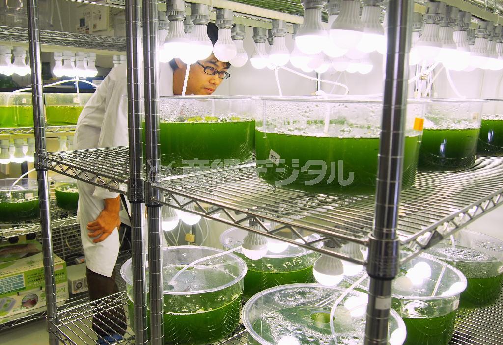 藻から燃料用の油を取り出す研究＝２０１４年１１月、神奈川県川崎市の「ＩＨＩ＿ＮｅｏＧ＿Ａｌｇａｅ」