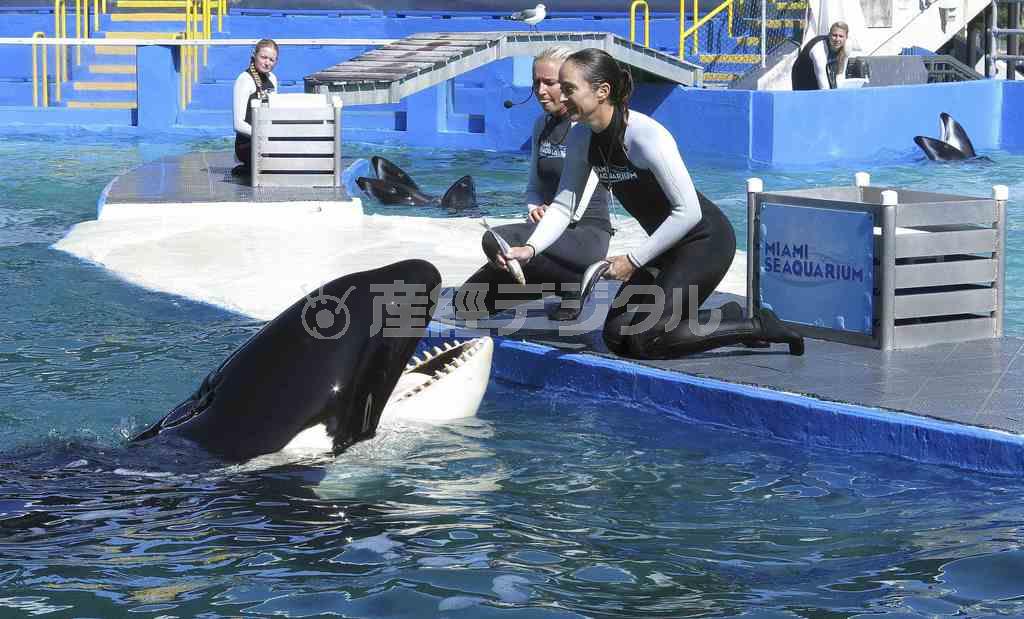 米フロリダ州にある水族館「マイアミ・シークアリウム」で、ショーの合間にトレーナーから餌の魚をもらうシャチのロリータ＝２０１５年１月２１日（ロイター）