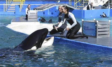 米フロリダ州にある水族館「マイアミ・シークアリウム」で、ショーの合間にトレーナーから餌の魚をもらうシャチのロリータ＝２０１５年１月２１日（ロイター）