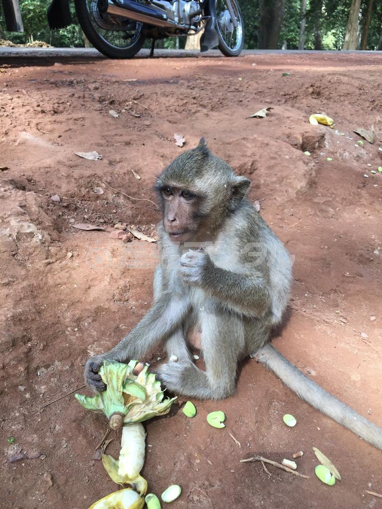 旅で出会った子猿＝２０１４年１２月２９日（本谷有希子さん撮影）
