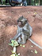 旅で出会った子猿＝２０１４年１２月２９日（本谷有希子さん撮影）