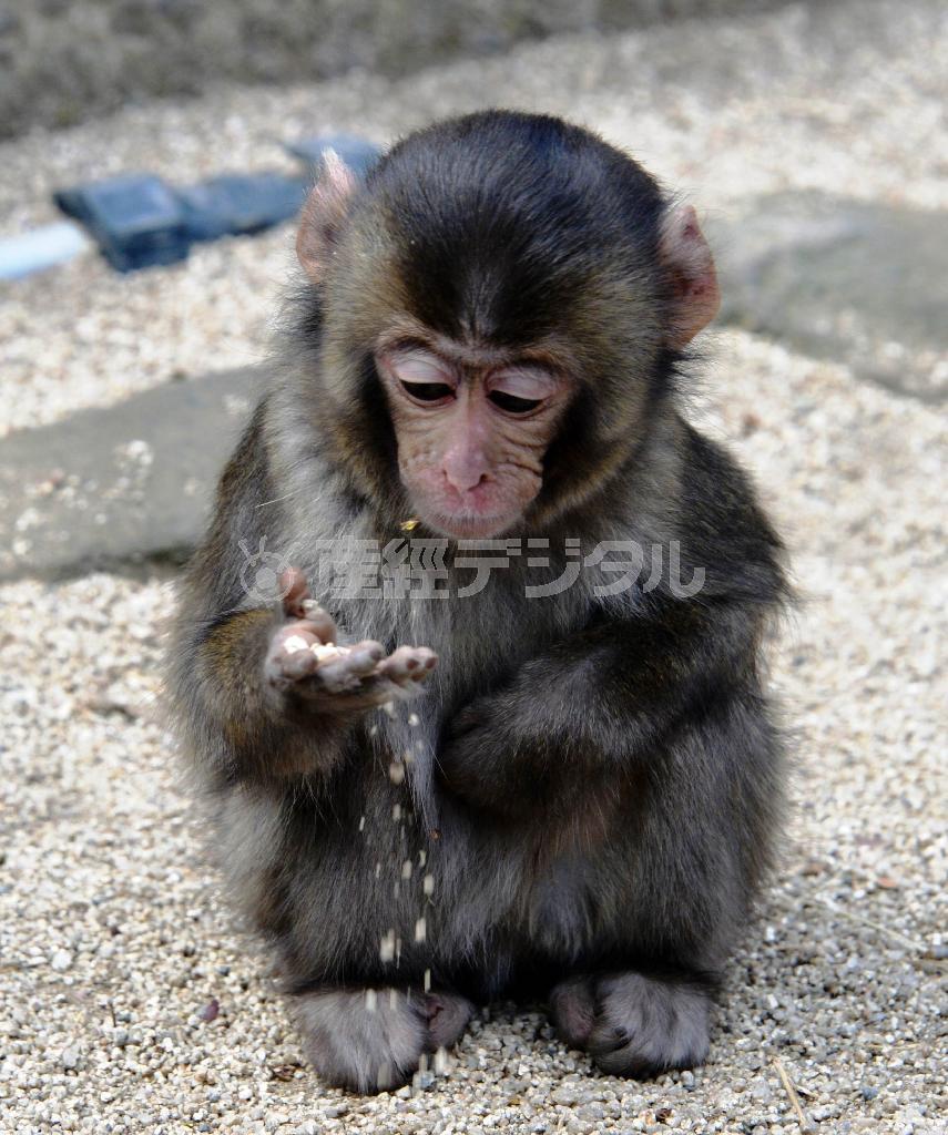 一人で砂遊びをする子ザル。けなげな表情がなんともかわいらしい＝２０１５年１月１９日、大分県大分市神崎の高崎山自然動物園（唐木英明さん撮影）