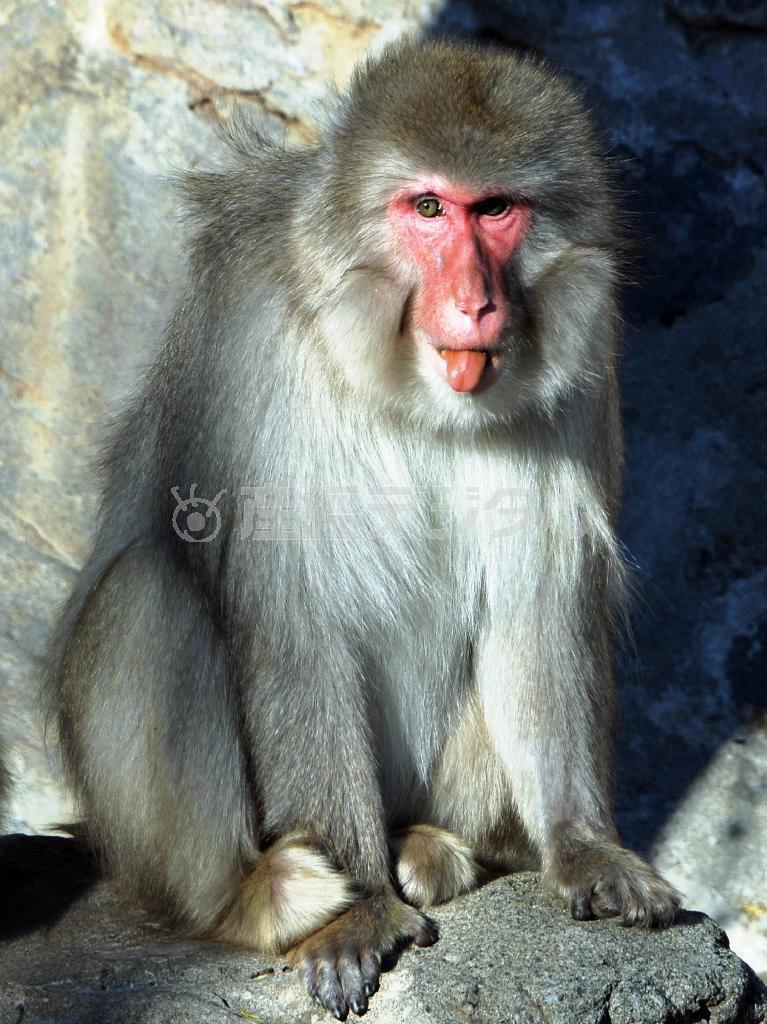 カメラを向けると舌を出して見せた。人間をからかったのだろうか＝２０１５年１月２３日、東京都台東区の上野動物園（唐木英明さん撮影）