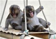 ちょっと怖そうにブランコ遊びをする子ザル＝２０１５年１月１９日、大分県大分市神崎の高崎山自然動物園（唐木英明さん撮影）