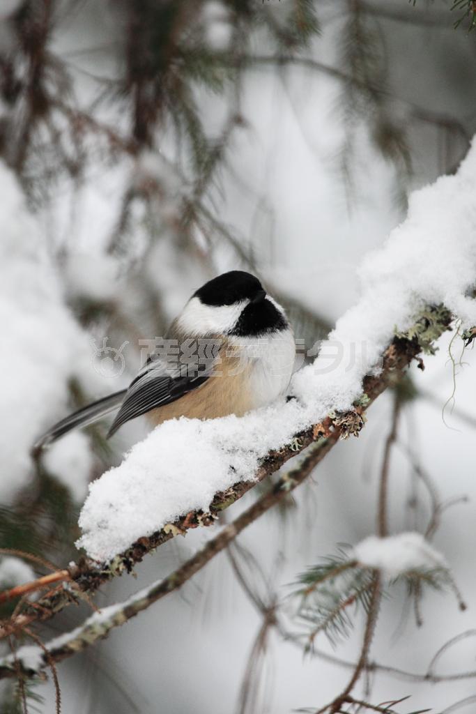 カナダの記念コインに採用されたこともあるアメリカコガラ＝カナダ・オンタリオ州北東部のアルゴンキン州立公園