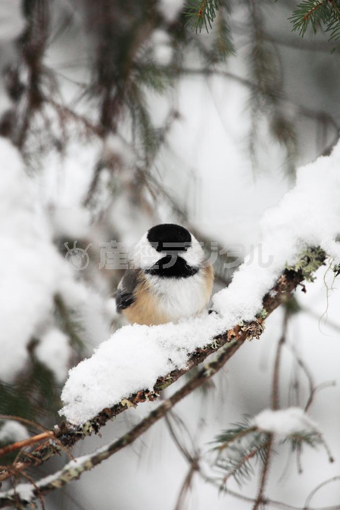 カナダの記念コインに採用されたこともあるアメリカコガラ＝カナダ・オンタリオ州北東部のアルゴンキン州立公園