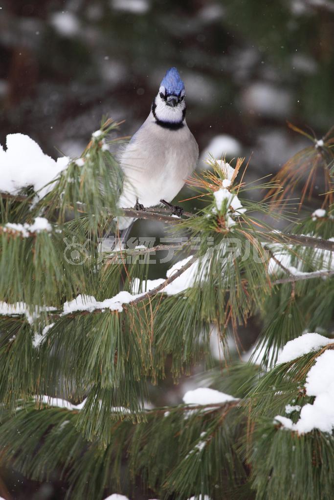 ＭＬＢチームのロゴマークにもなっているブルージェイズ＝カナダ・オンタリオ州北東部のアルゴンキン州立公園