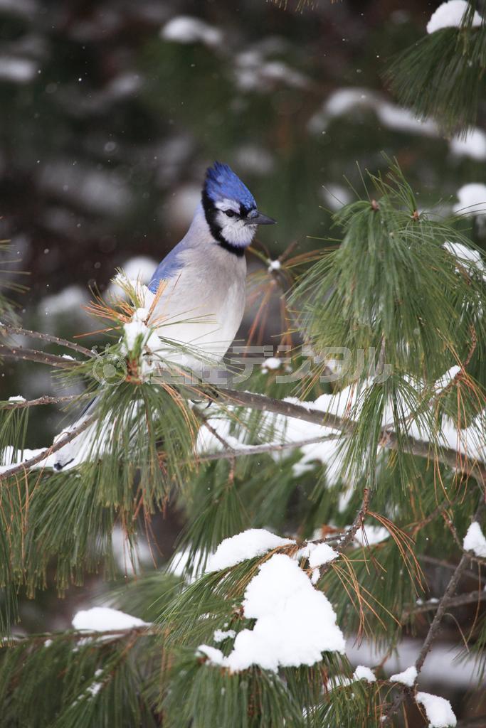 ＭＬＢチームのロゴマークにもなっているブルージェイズ＝カナダ・オンタリオ州北東部のアルゴンキン州立公園