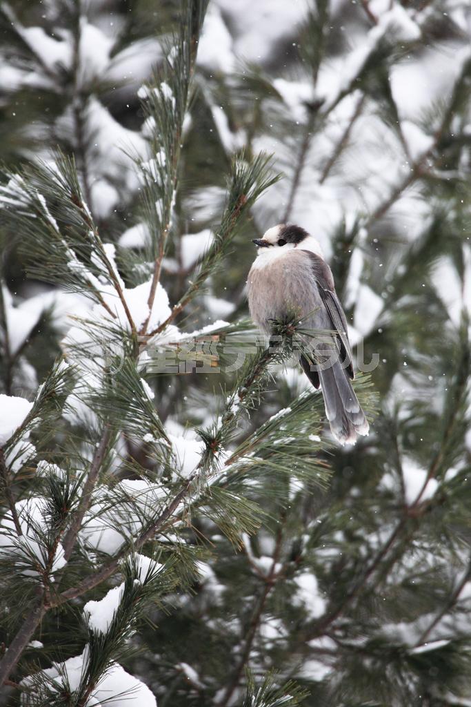 夏場に比べて枝に葉のないこの時期は鳥を見つけやすいシーズン。写真はグレイジェイズ＝カナダ・オンタリオ州北東部のアルゴンキン州立公園