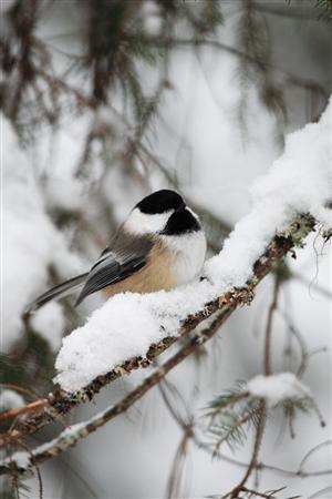 カナダの記念コインに採用されたこともあるアメリカコガラ＝カナダ・オンタリオ州北東部のアルゴンキン州立公園
