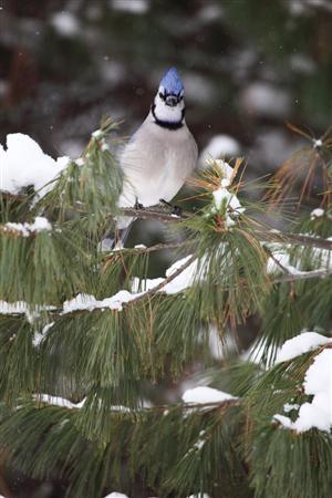 ＭＬＢチームのロゴマークにもなっているブルージェイズ＝カナダ・オンタリオ州北東部のアルゴンキン州立公園