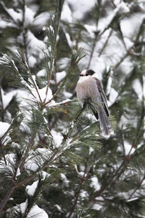 夏場に比べて枝に葉のないこの時期は鳥を見つけやすいシーズン。写真はグレイジェイズ＝カナダ・オンタリオ州北東部のアルゴンキン州立公園