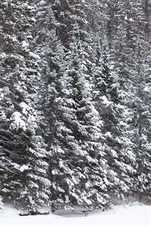 寒さ楽しんでいるかのように森を舞う小鳥たちの姿を見ることができる＝カナダ・オンタリオ州北東部のアルゴンキン国立公園