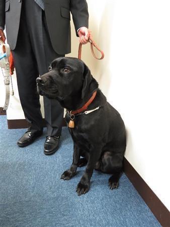 盲導犬について知らないこと、誤解されていることが多すぎる＝２０１４（平成２６年）１１月２０日（関西大学、有志学生記者撮影）