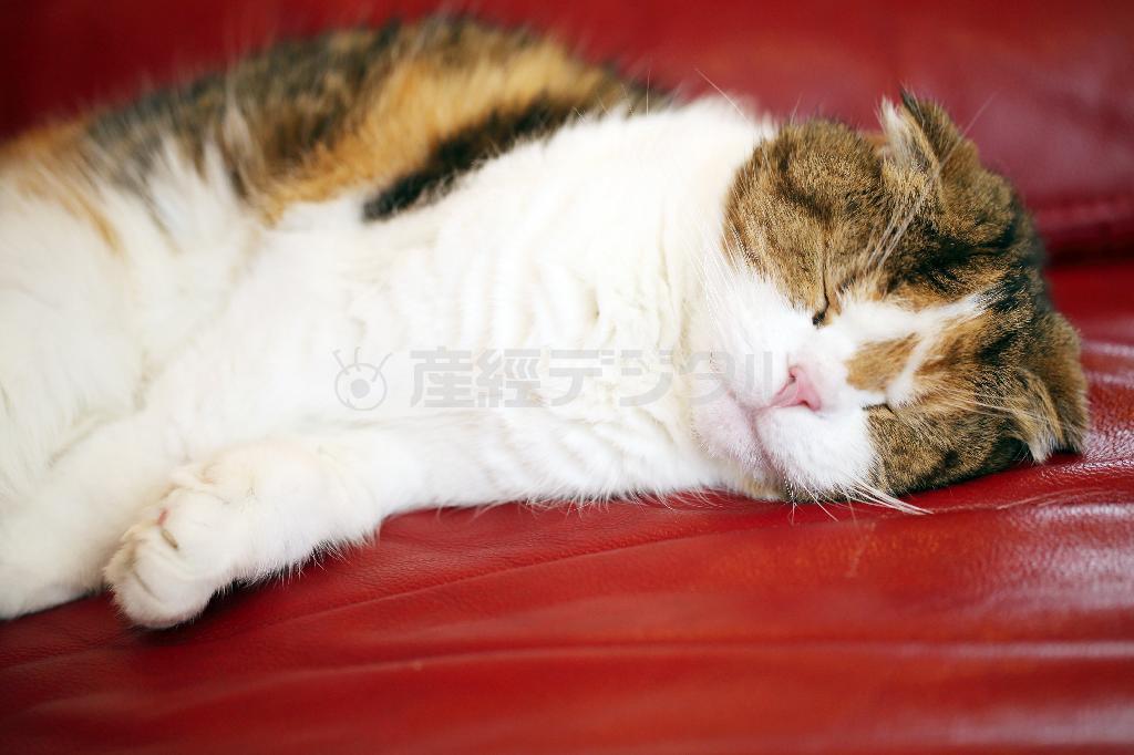 【工房紹介】「江戸切子の店＿華硝」＿＿看板猫の華ちゃんは、いつもお店にいます。猫の寝顔写真も撮れますので、遊びにいってみてはいかがでしょうか？＝２０１５年２月１７日、東京都江東区（須藤夕子さん撮影）。ｗｗｗ．ｅｄｏｋｉｒｉｋｏ．ｃｏ．ｊｐ