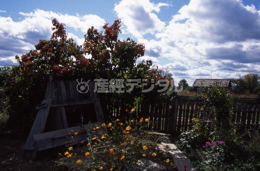 花に囲まれた庭の井戸（左）。タイガに降る雨が村人の生活を支えている＝ロシア・クラスヌィ・ヤール村（伊藤健次さん撮影）