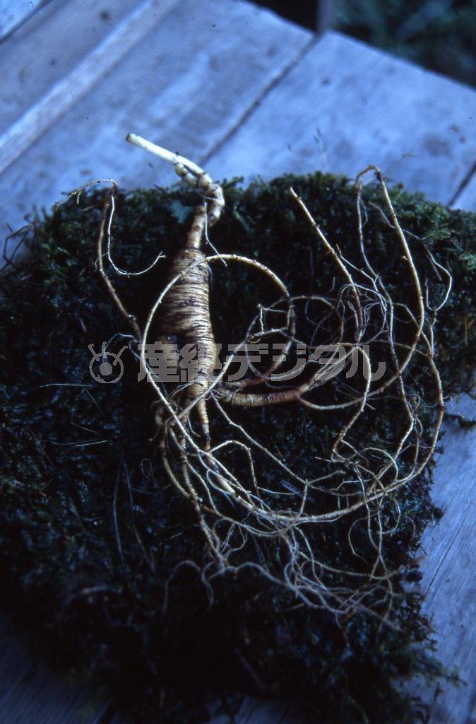 朝鮮人参はコケに包んで丁寧に保管する＝ロシア・クラスヌィ・ヤール村（伊藤健次さん撮影）