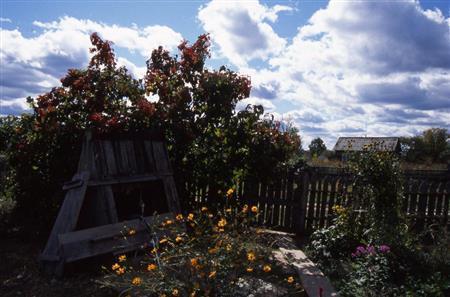 花に囲まれた庭の井戸（左）。タイガに降る雨が村人の生活を支えている＝ロシア・クラスヌィ・ヤール村（伊藤健次さん撮影）