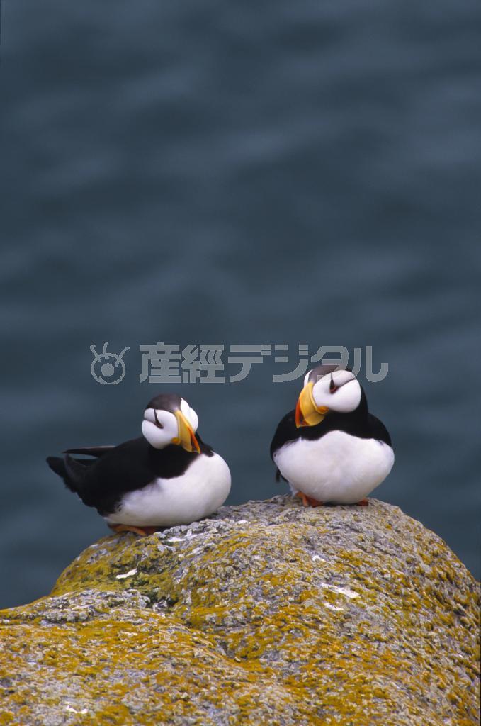 寄り添うパフィン。会話が聞こえてきそうなほど、そのたたずまいは温かい＝米アラスカ州（松本紀生さん撮影）