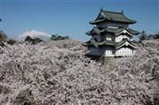 日本屈指の桜の名所、弘前城の桜＝２００５年５月３日、青森県弘前市（提供写真）