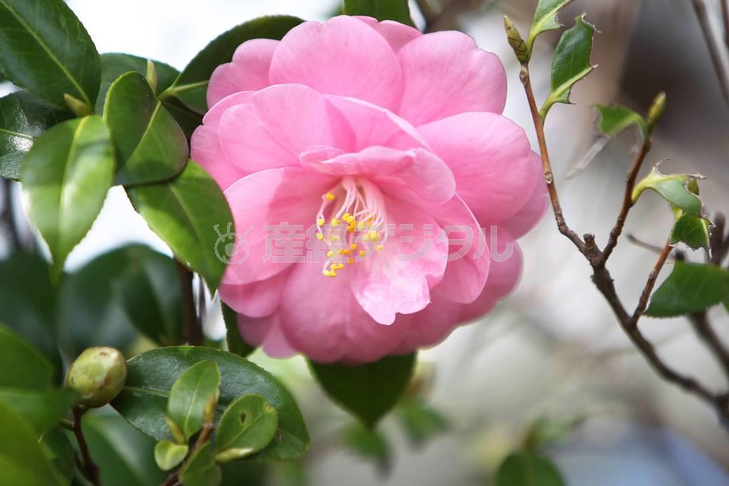 （大出一博さん撮影）