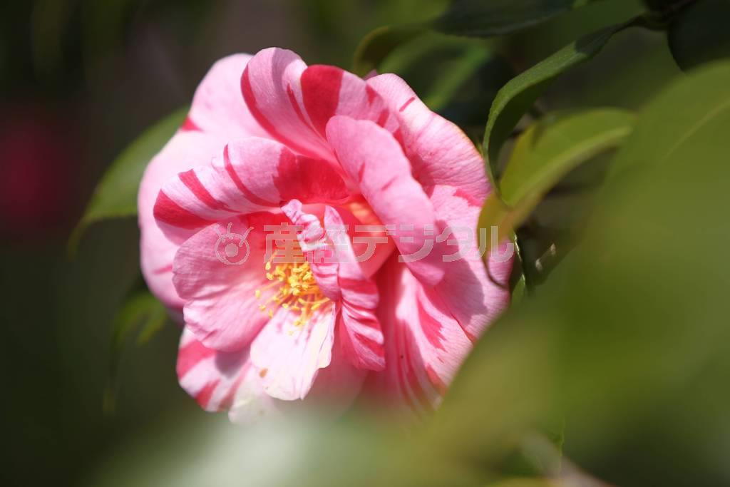 （大出一博さん撮影）