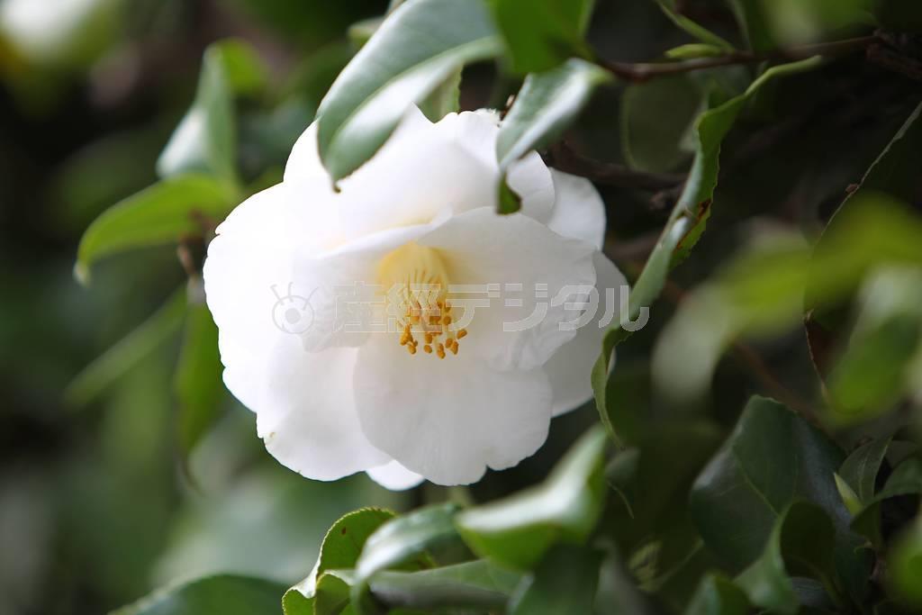 （大出一博さん撮影）