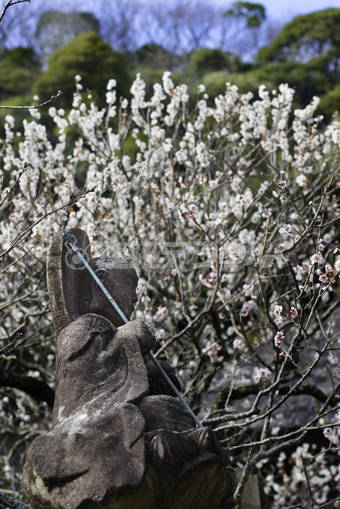 今年は梅の見頃が遅れ気味だった。白梅の向こうの谷戸にもようやく木々の新芽がふくらむ＝２０１５年３月１５日、神奈川県鎌倉市十二所の明王院（渡辺照明撮影）