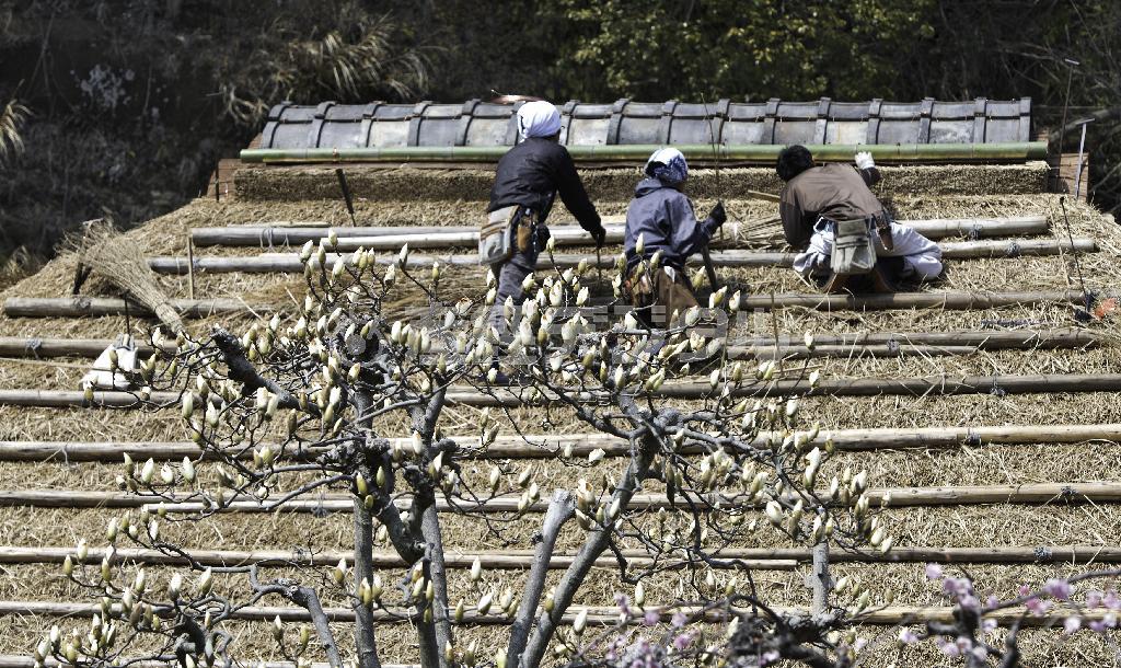 客殿の茅葺きも最終段階。手前で白木蓮のつぼみが膨らむ＝２０１５年３月１５日、神奈川県鎌倉市十二所の明王院（渡辺照明撮影）