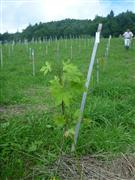 ゼブラが「里親」として成長を見守る苗木の１本＝２０１４年８月、岩手県宮古市