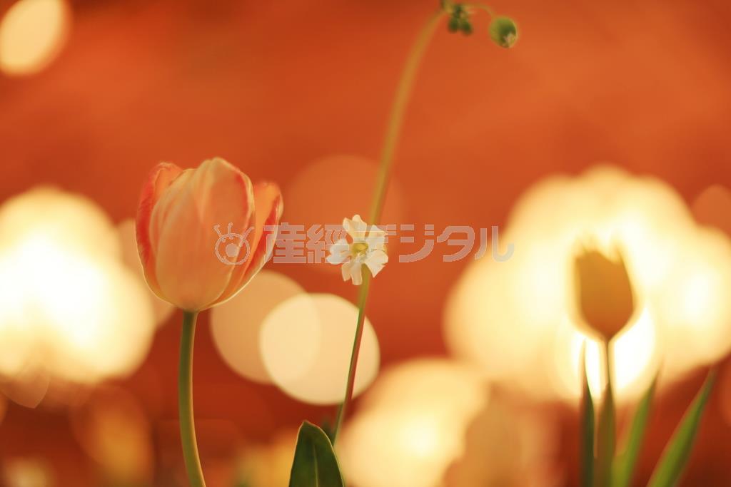 レンズは１００ミリマクロレンズです。白い花を主役とする場合、後ろのライトのボケを重ねてしまうと白が浮き立たず、ピントも合いにくくなります＝２０１５年２月２６日、京都市東山区（須藤夕子さん撮影）