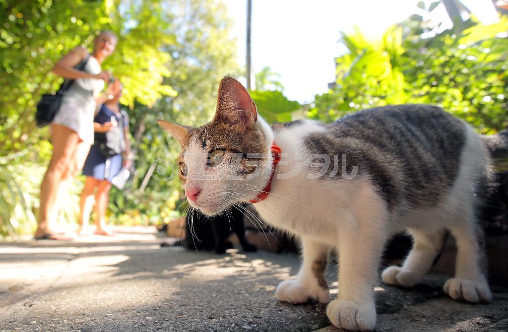 ヘミングウェーの邸宅には愛猫だった「６本指」のネコの子孫たちがいまも暮らしている＝２０１５年１２月３日、米フロリダ州キーウェスト（早坂洋祐撮影）