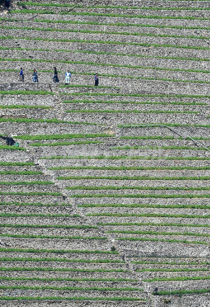 ５０段を超える石垣が積まれた畑。緑のラインがきれいな幾何学模様を描く＝２０１５年３月５日、愛媛県宇和島市（沢野貴信撮影）